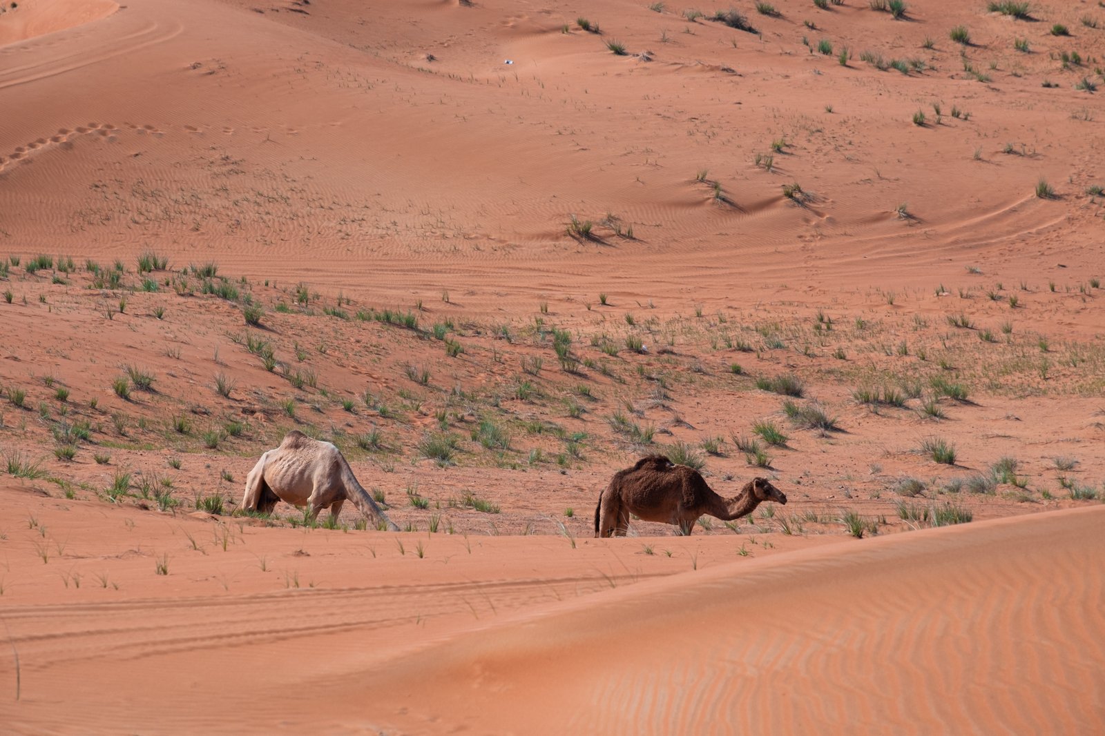 Person riding camel through desert dunes at sunrise