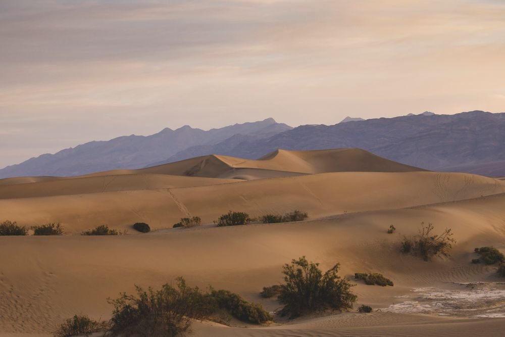 Morning desert safari camel ride at sunrise